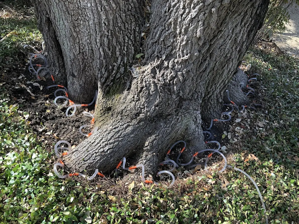 Detailed Tree Cabling and Bracing job site in Saint David
