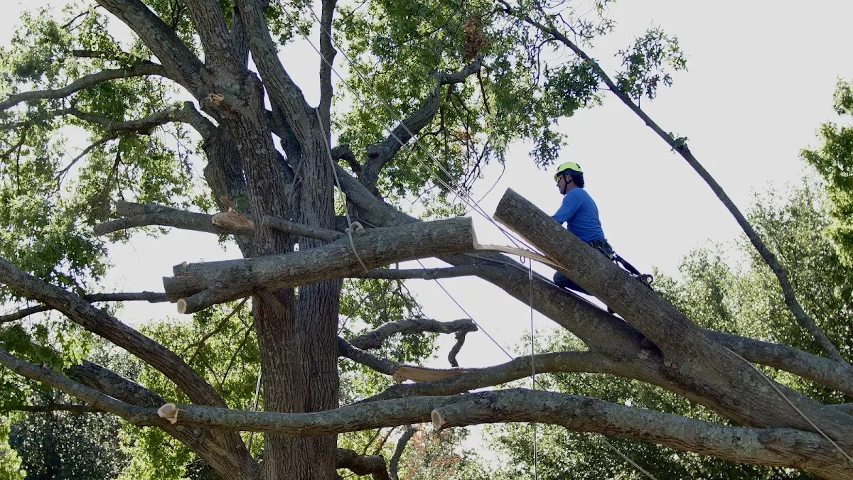 Professional Crown Thinning performed by certified arborists in Saint David